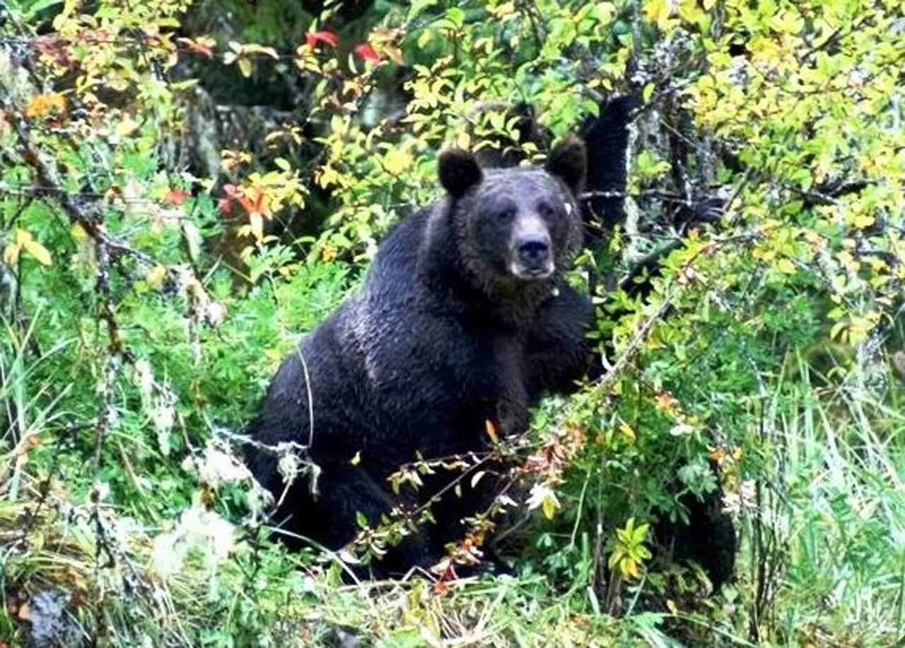 Bear
