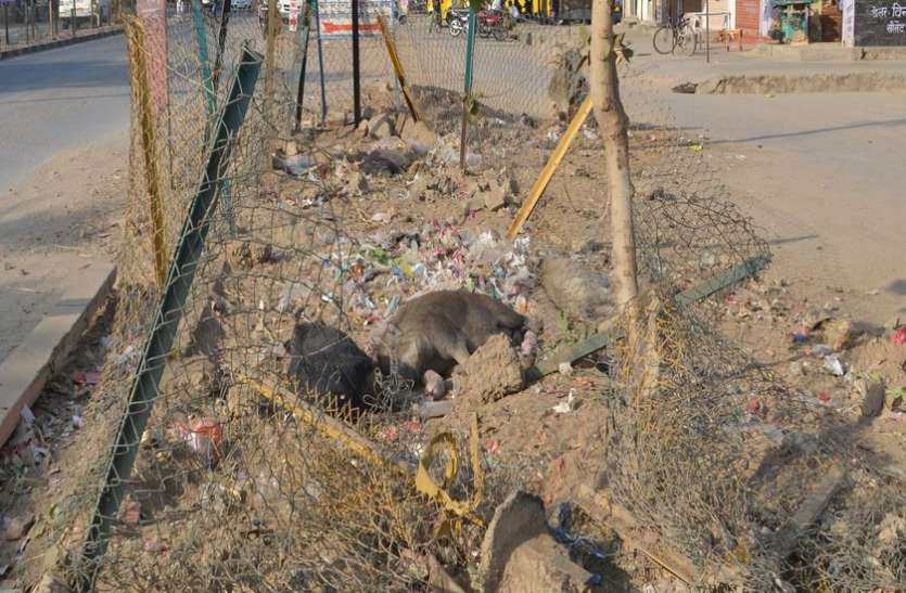 silent modi swachta surve मोदी का सफाई सर्वे गुपचुप में