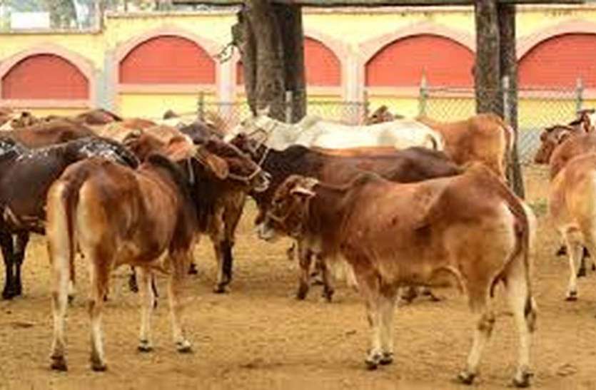 kota news बंधा धर्मपुरा गोशाला में एक हजार गोवंश की क्षमता बढ़ी