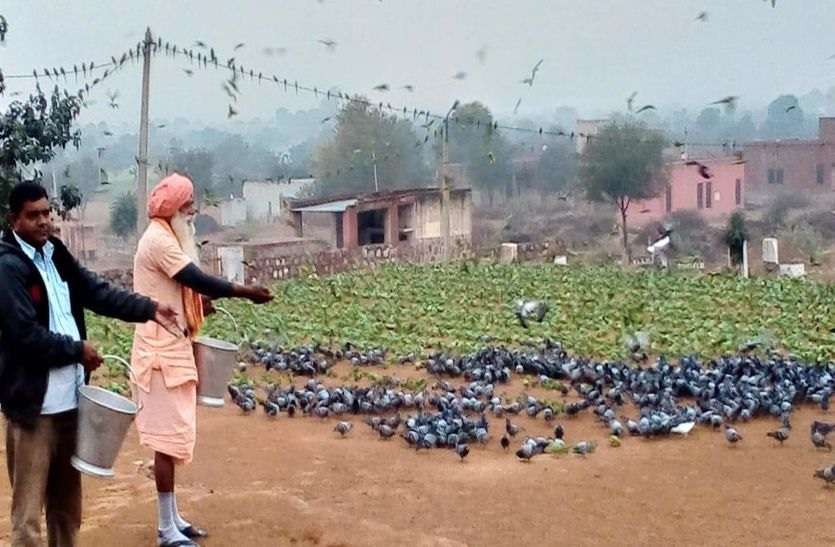 chirwa news कंवरपुरा के लोगों से प्रेम की ऐसी बंधी डोर की इन्हें देखते ही उड़कर पास आ जाते हैं पक्षी