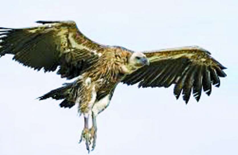 Counting Vultures in the District सिंगरौली से क्यों गायब हो गए पर्यावरण मित्र, जानने के लिए पढ़ें