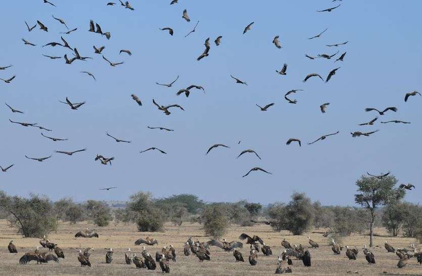 jaipur गिद्धों की कॉलोनी, सैकड़ों की तादाद में आए नजर