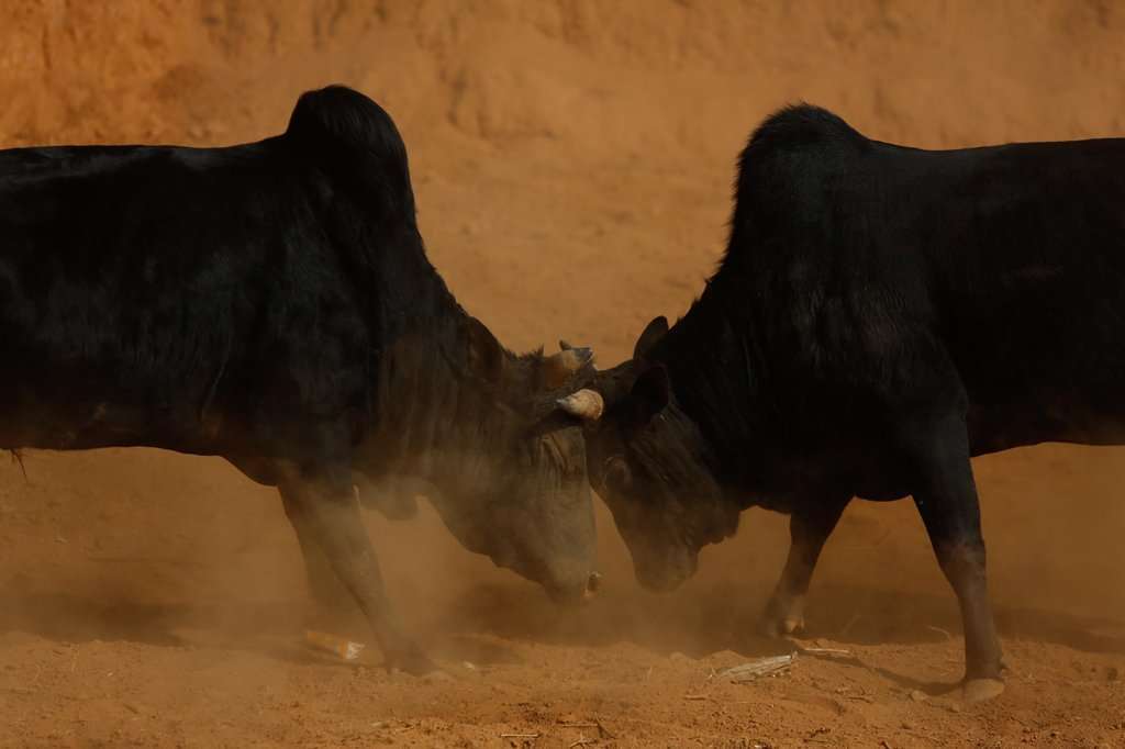 Nepal holds ancient bull fight to celebrate maghe sankranti