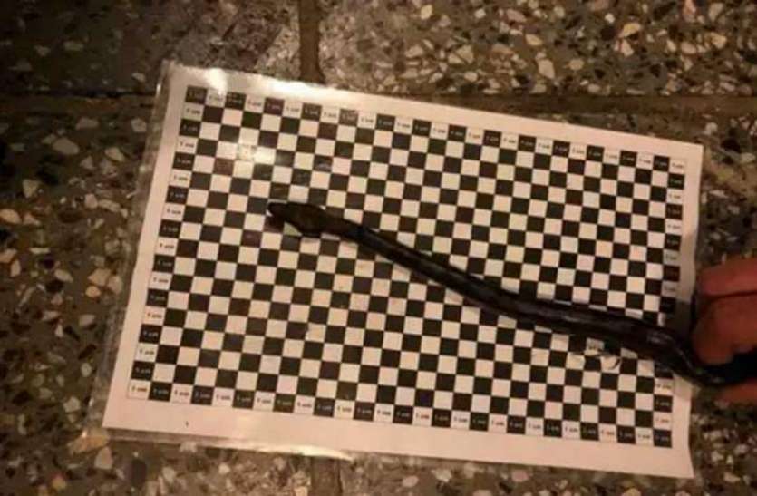 snake चेकिंग के दौरान शख्स के पैंट में हिलती दिखी अजीब चीज, तलाशी ली तो दिखा ऐसा नजारा... उड़ गए होश