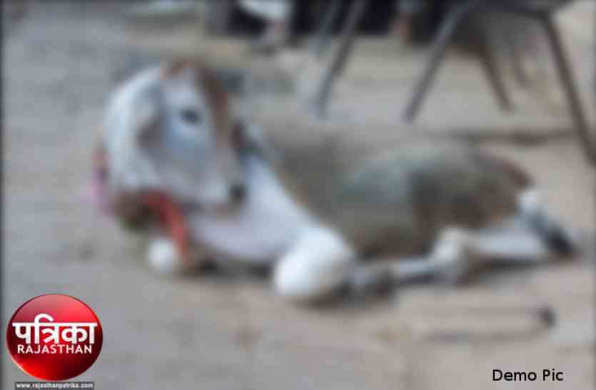Cows cutting case जयपुर में गौकशी के मामले में 3 गिरफ्तार