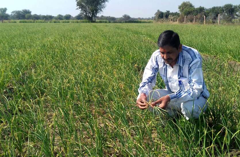 advice for Farmer कृषि वैज्ञानिकों ने दी किसानों को यह सलाह, आप भी जानें