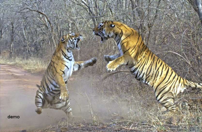 tiger fight goes viral in bandhavgarh tiger reserve अब निराश नहीं लौटेंगे टाइगर प्रेमी, बांधवगढ़ और कान्हा में टाइगर सफारी की तैयारी, दर्शकों को रिझाएंगे बूढ़े और रेस्क्यू बाघ