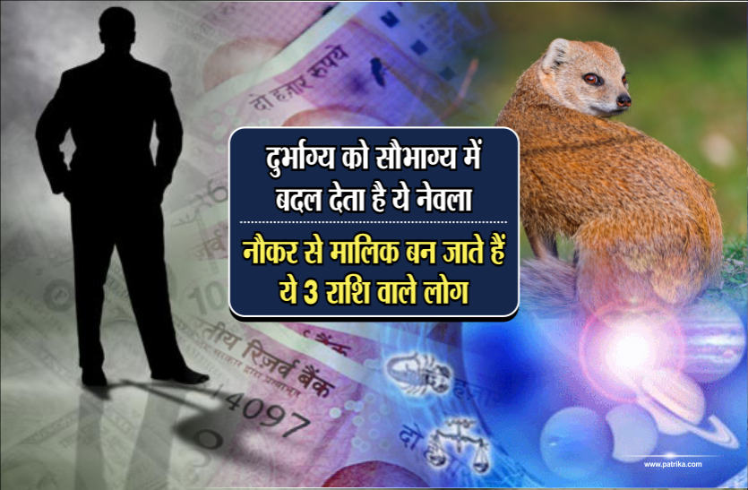 Good Fortune दुर्भाग्य को सौभाग्य में बदल देता है ये नेवला, नौकर से मालिक बन जाते हैं ये 3 राशि वाले लोग