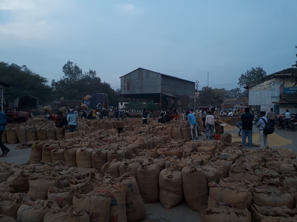 support price इस बार 1840 रुपए समर्थन मूल्य पर होगी गेहूं की खरीदी