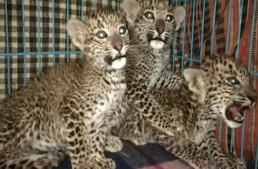 panther terror in villages of udaipur dist उदयपुर के इस गांव में पहुंच रहे एक साथ तीन-तीन पैंथर, मवेशियों को बना रहे शिकार