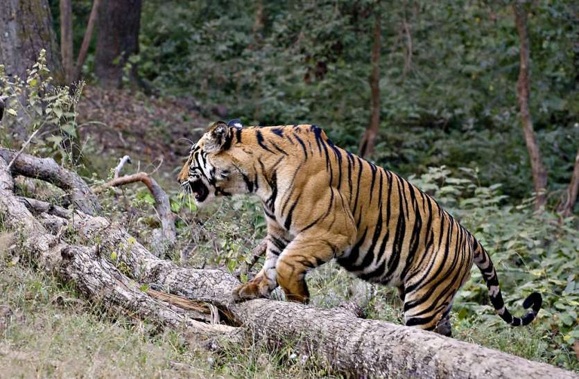 Tiger hunting in Chhindwara छिंदवाड़ा पहुंची नेशनल पार्क की टीम, बड़े खुलासे की उम्मीद