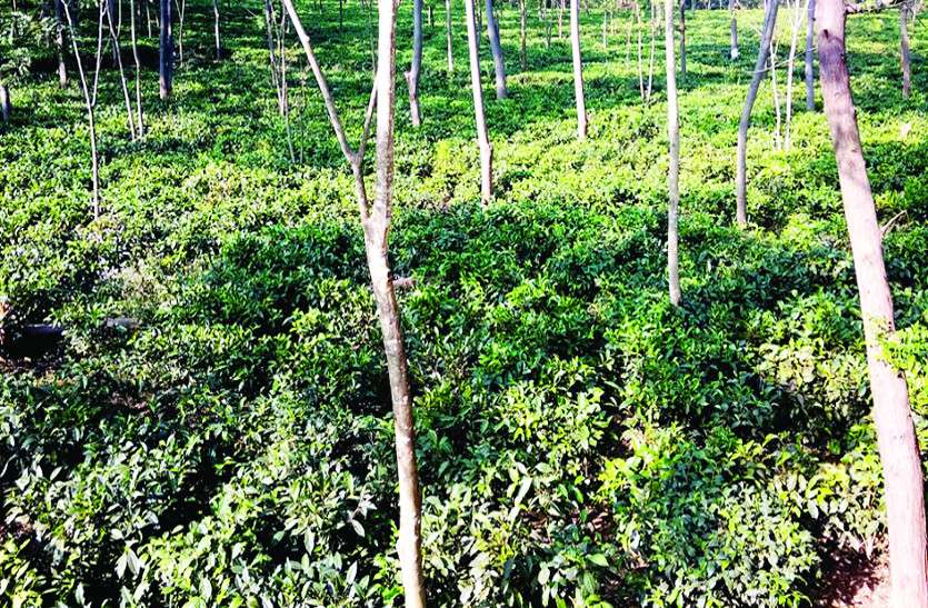 jashpur nagar बेहतरीन परिणाम आने से उत्साहित वन विभाग करेगा चाय बगान का विस्तार