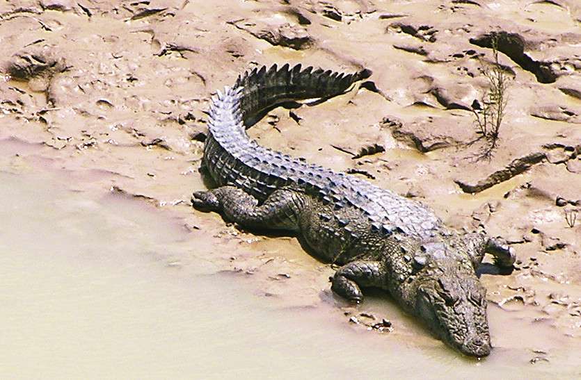 Crocodile Death At The Conservation Center - संरक्षण ...