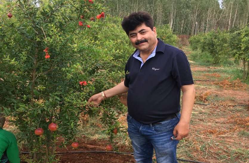 Farmers earn profits from pomegranate farming यहां चार लाख से सालभर में बन रहे सीधे 12 लाख, जानिये कैसे