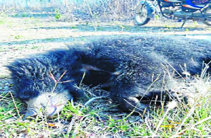 bear news कुएं में गिरने से हुई भालू की मौत, सूचना मिलने के बाद भी समय पर नहीं पंहुचा वन अमला