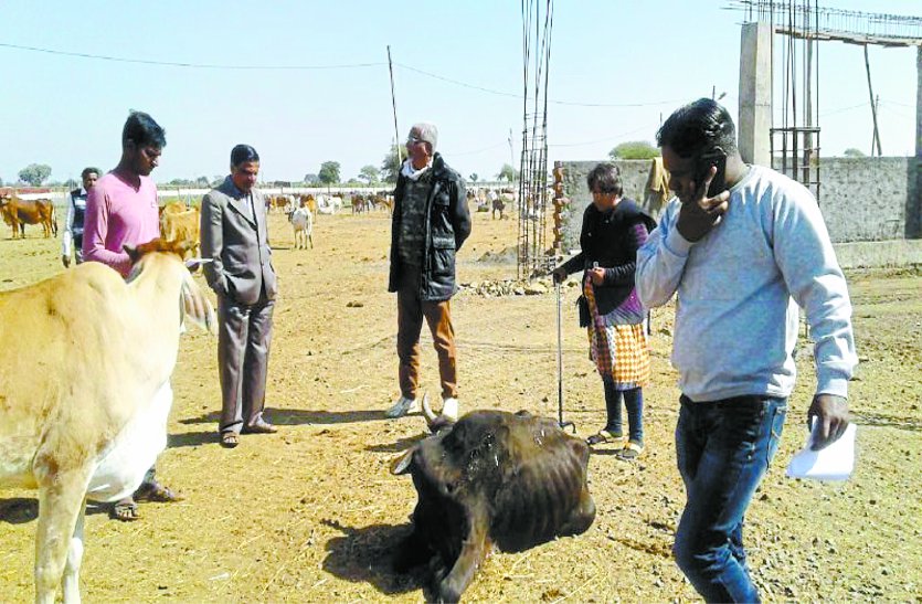 patrika गायों की कब्रगाह बन रही यह गोशाला