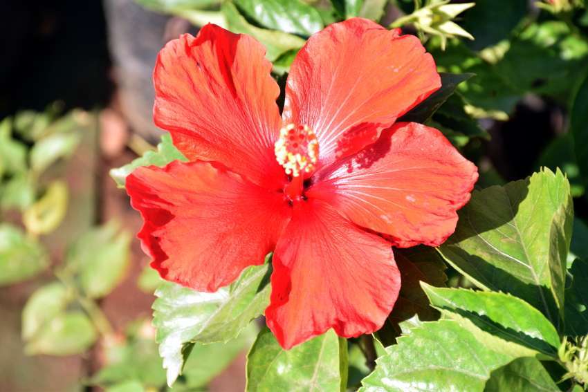 famous flowers for home garden india, Marigold, Lotus, Roses, Hibiscus, Sunflowers, Musk Rose, Lilies, Zinnia, Petunias, Pansies, famous flowers for home garden india, Marigold, Lotus, Roses, Hibiscus, Sunflowers, Musk Rose, Lilies, Zinnia, Petunias, Pansies,