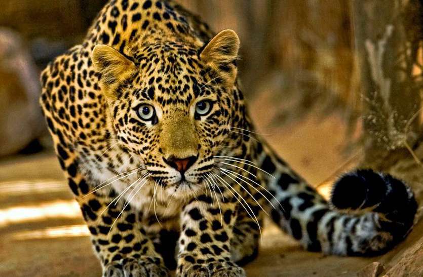 leopard of india - Dangerous leopard यहां घूम रहा खतरनाक तेंदुआ, जब-तब दिखता है खौफनाक मंजर