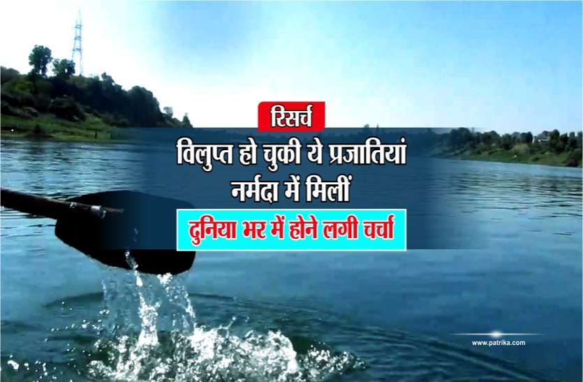 most extinct species in the world रिसर्च: विलुप्त हो चुकी ये प्रजातियां नर्मदा में मिलीं, दुनिया भर में होने लगी चर्चा