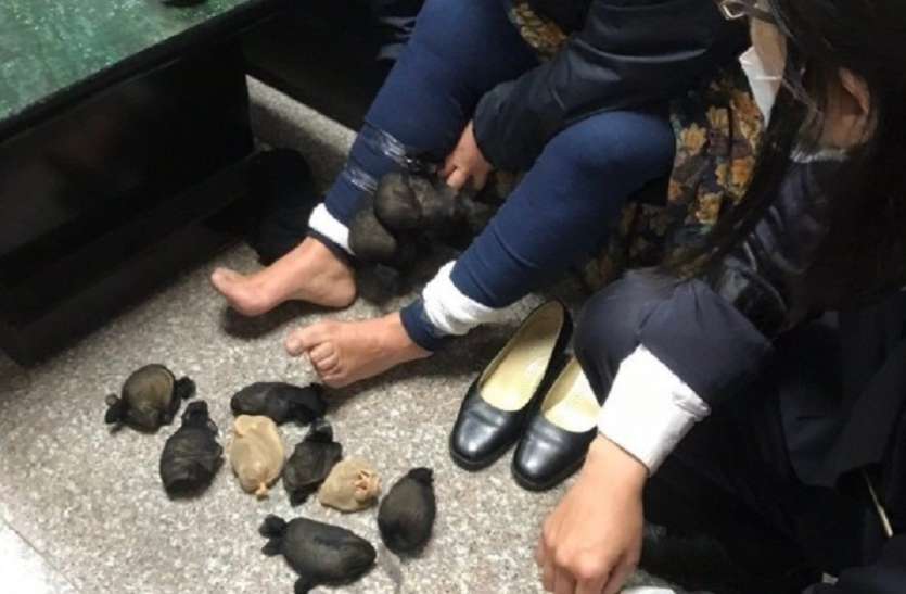 taiwan woman smuggling animals in skirt to china महिला की चाल पर हुआ पुलिस को शक, जांच में निकली हैरान कर देने वाली सच्चाई