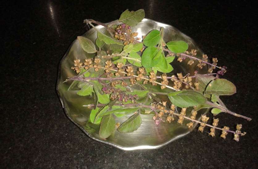 Basil seeds तुलसी के बीज के इन फायदों के बारे में अब तक नहीं सुना होगा आपने, जानकर आज ही लाएंगे अपने घर