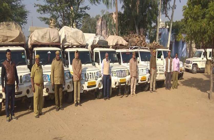 chirwa news हरियाणा में चार सौ रुपए क्विंटल बिकती है हरी लकड़ी, इसलिए कर रहे थे ये काम