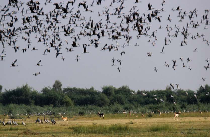 bird पक्षी दर्शन करने बर्ड विलेज मेनार पहुँचा दल