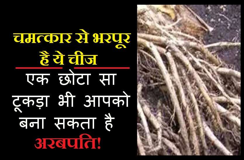 Miraculous root or money magnet in hindi चमत्कारी है वृक्ष की ये जड़, भिखारी को भी बना सकती है राजा!