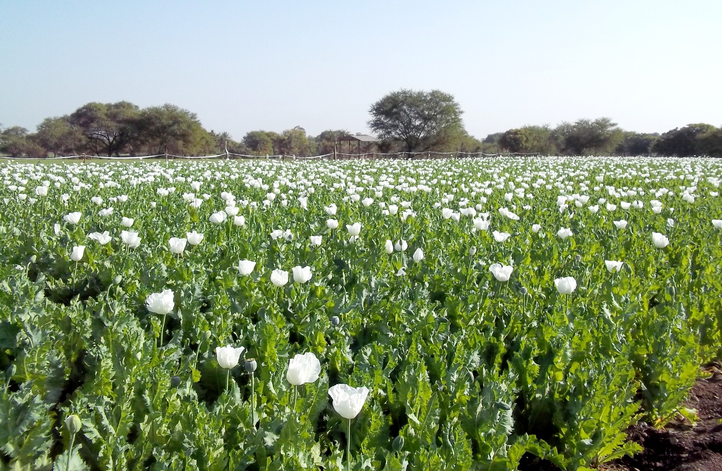 Farmers discount black opium