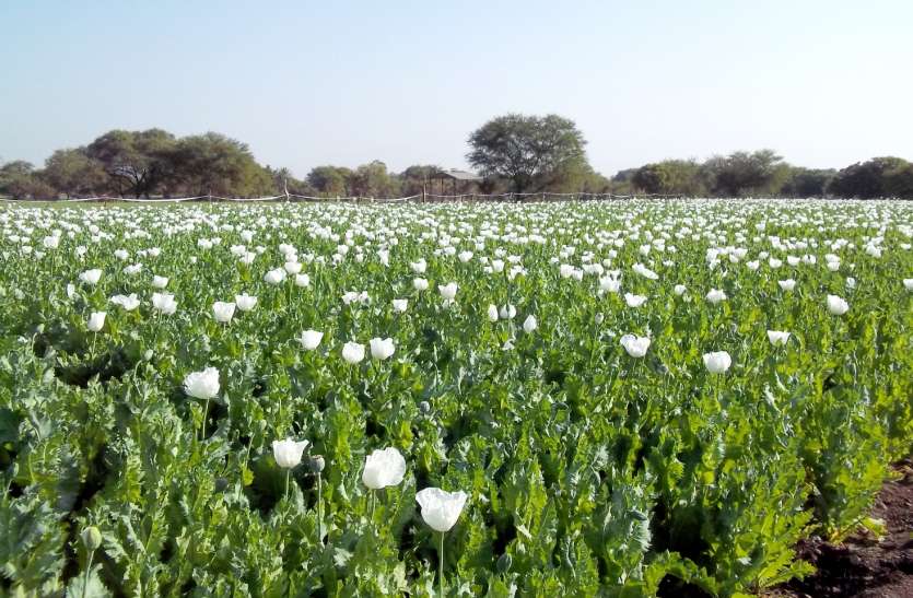 farmer यहां फसल उत्पादन बढ़ाने को लेकर कृषि वैज्ञानिकों ने किसानों को दिया प्रशिक्षण
