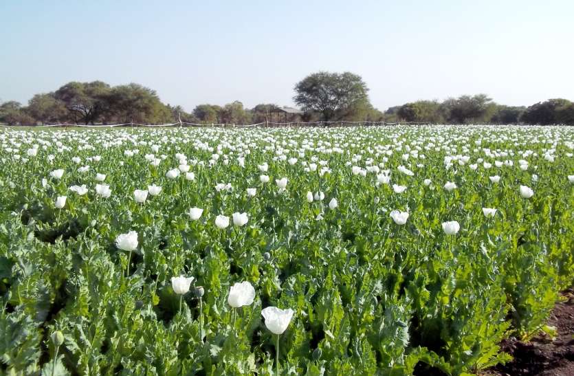 Black Gold Started Swaying In The Fields ख त म लहलह न लग क ल स न Patrika News