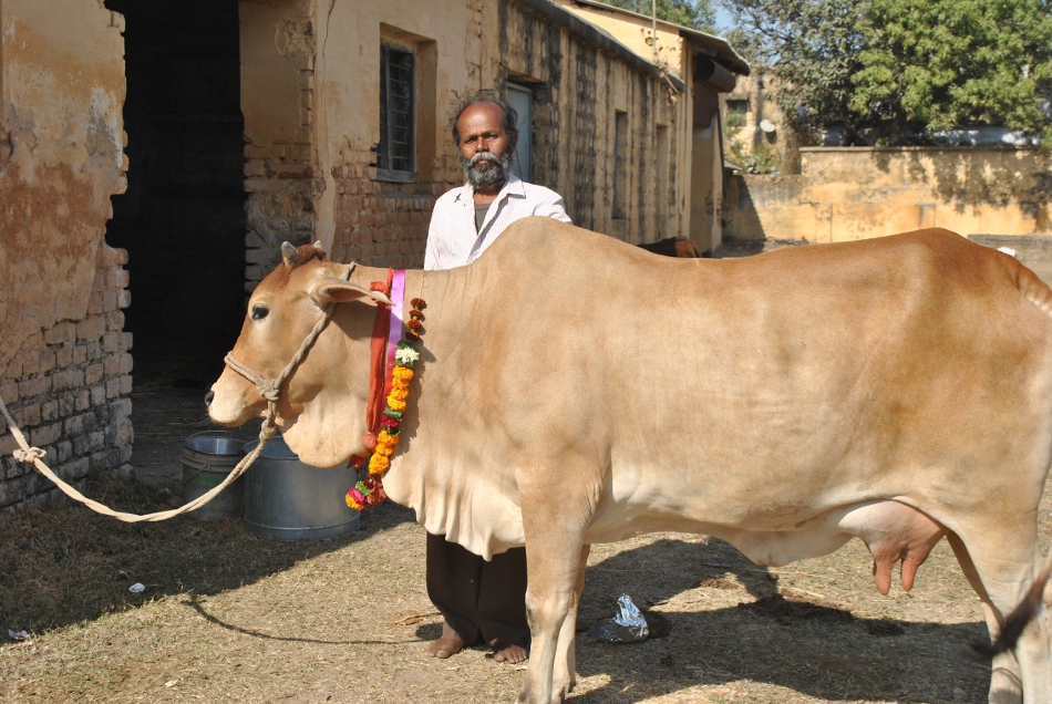 sahiwal-cow-gives-milk-20-liters-per-day