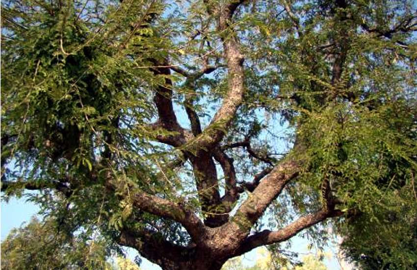 Mysterious tree