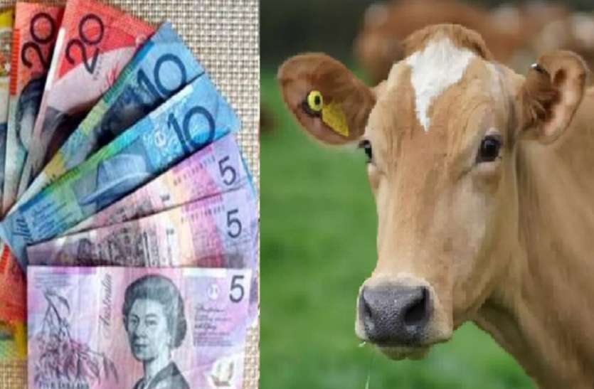 Reserve bank of Australia issues note coated with beef NRI hindus calls it controversies ऑस्ट्रेलिया में गाय की चर्बी वाले नोट से मचा बवाल, भारतीय हिंदुओं ने रिजर्व बैंक के खिलाफ खोला मोर्चा