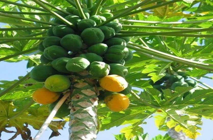 Papaya