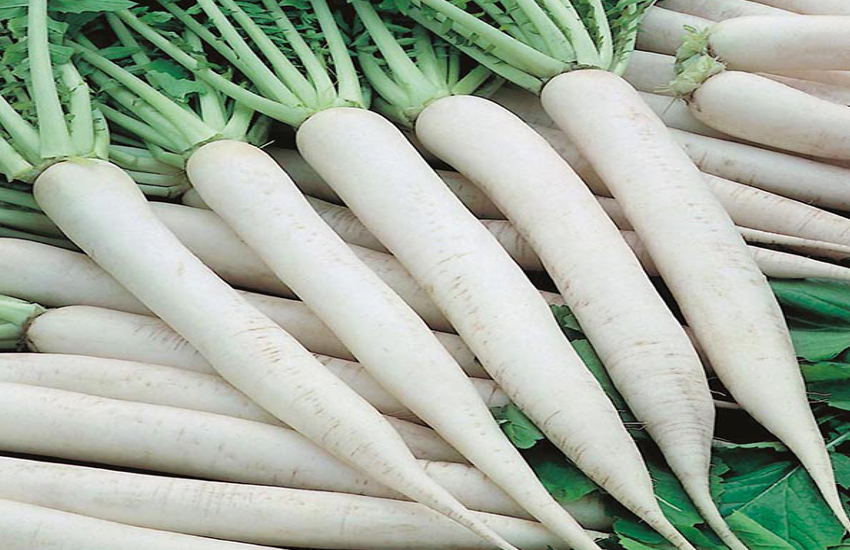 radish super food to removes Constipation | कब्ज काे दूर करती है मूली, आैर भी हैं फायदे, जानिए क्या | Patrika News