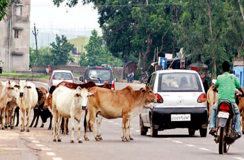 cows बुलंदशहर में बढ़ा गोवंशों का आतंक, किसानों की बढ़ी मुसीबत