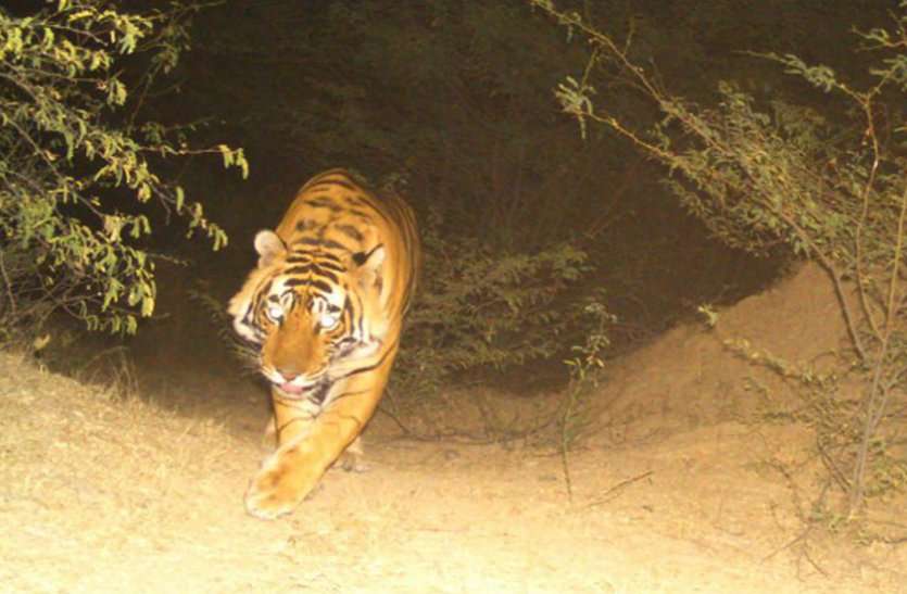 tiger_110_4043636-m tiger_110_4043636-m