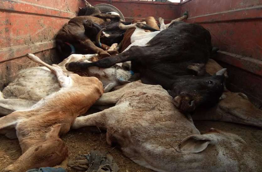 नौरादेही अभयारण्य क्षेत्र में स्थित वन ग्राम मलकुही के आदिवासियों की समस्याओं पर किसी का ध्यान नहीं है। यहां के लोग पानी की समस्या से जूझ रहे हैं। गाय सभी दलों के लिए मुद्दा यहां बेमौत मर रहीं गायें
