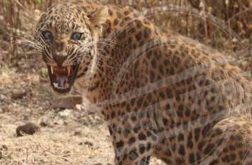 Panther movement in memory forest at 5 pm, picture of panther captured अलसुबह 5 बजे स्मृति वन में हुआ पैंथर का मूवमेंट,ट्रैप कैमरे में कैद हुई पैंथर की तस्वीर