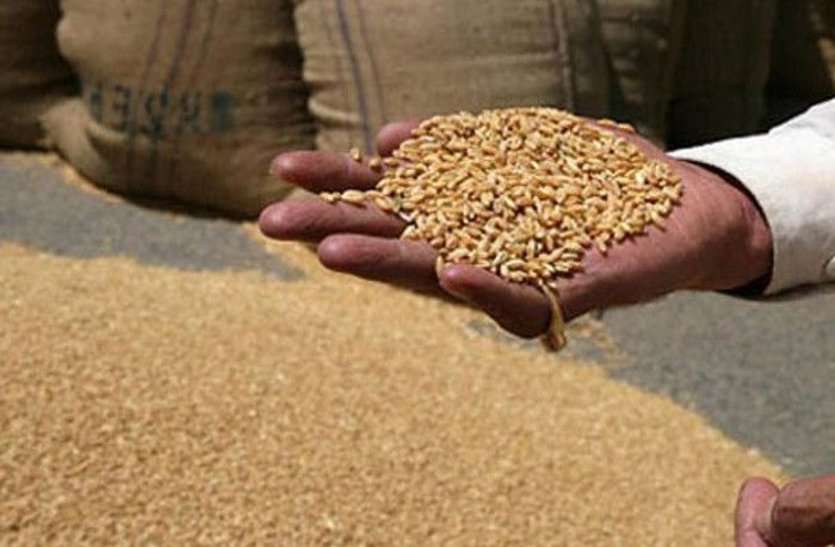 Wheat weighing in the 'thorn' गेहूं की तौल में गड़बड़ी का 'कांटा'