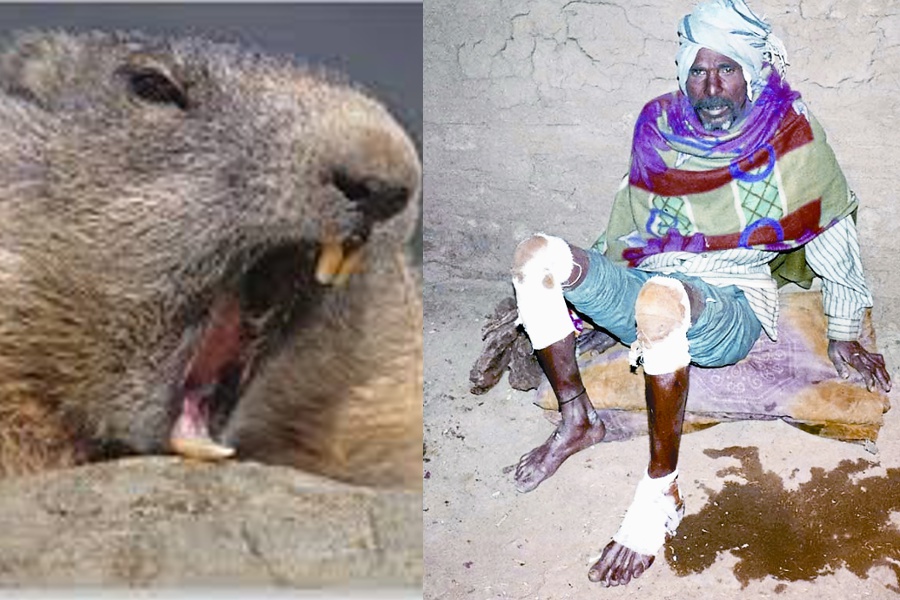 _beaver_attack