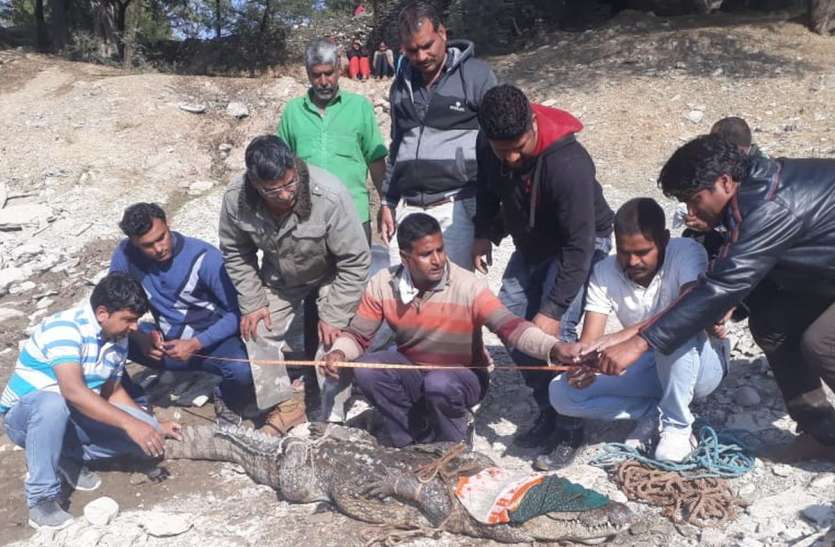 udaipur नदी में रहने वाला ये मांसाहारी कई दिनों तक कुएं में पड़ा रहा, फिर ऐसा कुछ हुआ