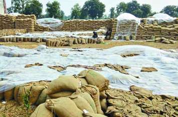 Thousands of quintal paddy kept in the open खुले में रखी हजारों क्विंटल धान