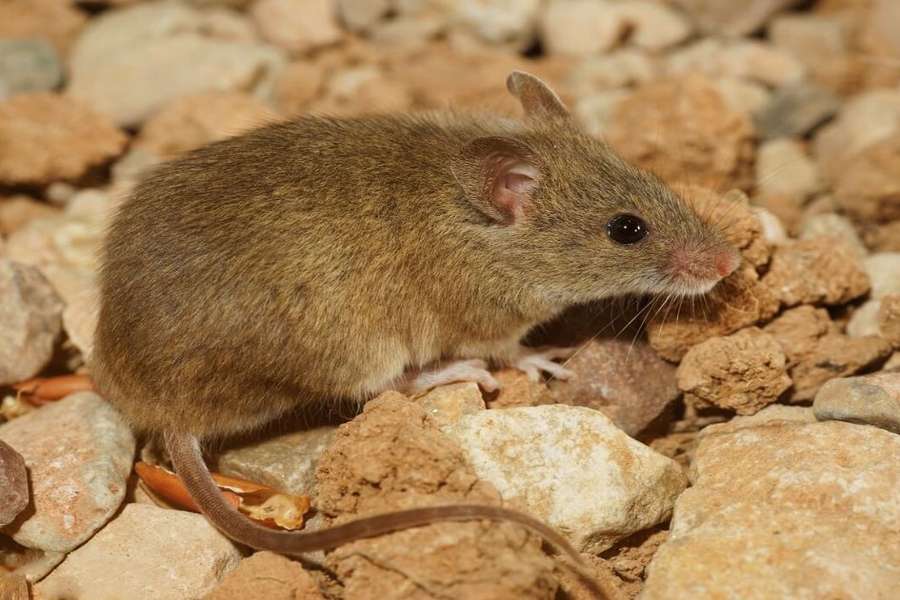 new species of rats are entering into rajasthan