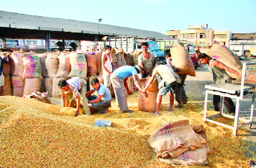 Bunked Grain Market In Bureaucracy - अफसरशाही में अटकी अनाज मंडी,  किसान-व्यापारियों की हो रही फजीहत | Patrika News