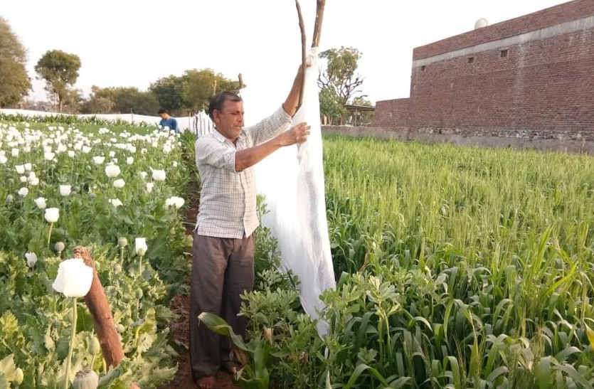 Plastic Armor On Opium Flowers In Bhilwara क ल स न क सफ द फ ल पर प ल स ट क क कवच Patrika News