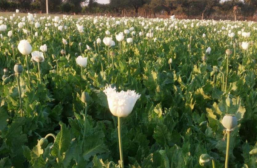 Black Gold Smells In Fields ख त म महकन लग क ल स न Patrika News