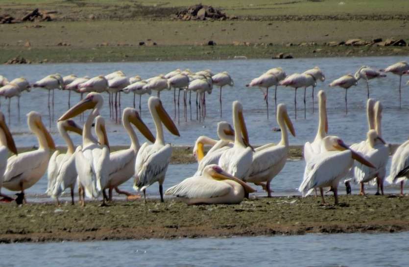 udaipur Bird festival बड्र्स फोटोग्राफ, बर्ड रेस एवं फोटोग्राफी वर्कशॉप के लिए रजिस्ट्रेशन शुरु