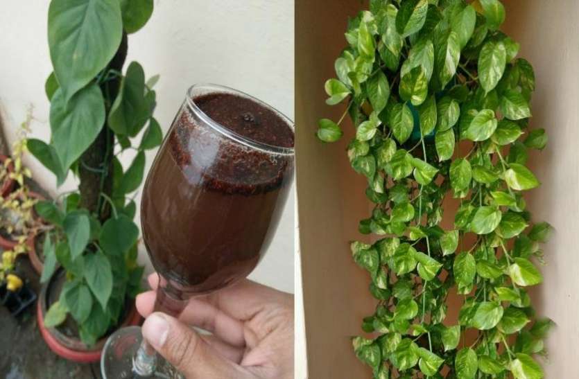 घर में इस स्थिति में रखा है मनी प्लांट का पौधा, तो बन जाएंगे कंगाल घर में इस स्थिति में रखा है मनी प्लांट का पौधा, तो बन जाएंगे कंगाल